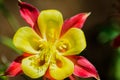 Western Crimson Red Columbine Ã¢â¬â Aquilegia formosa